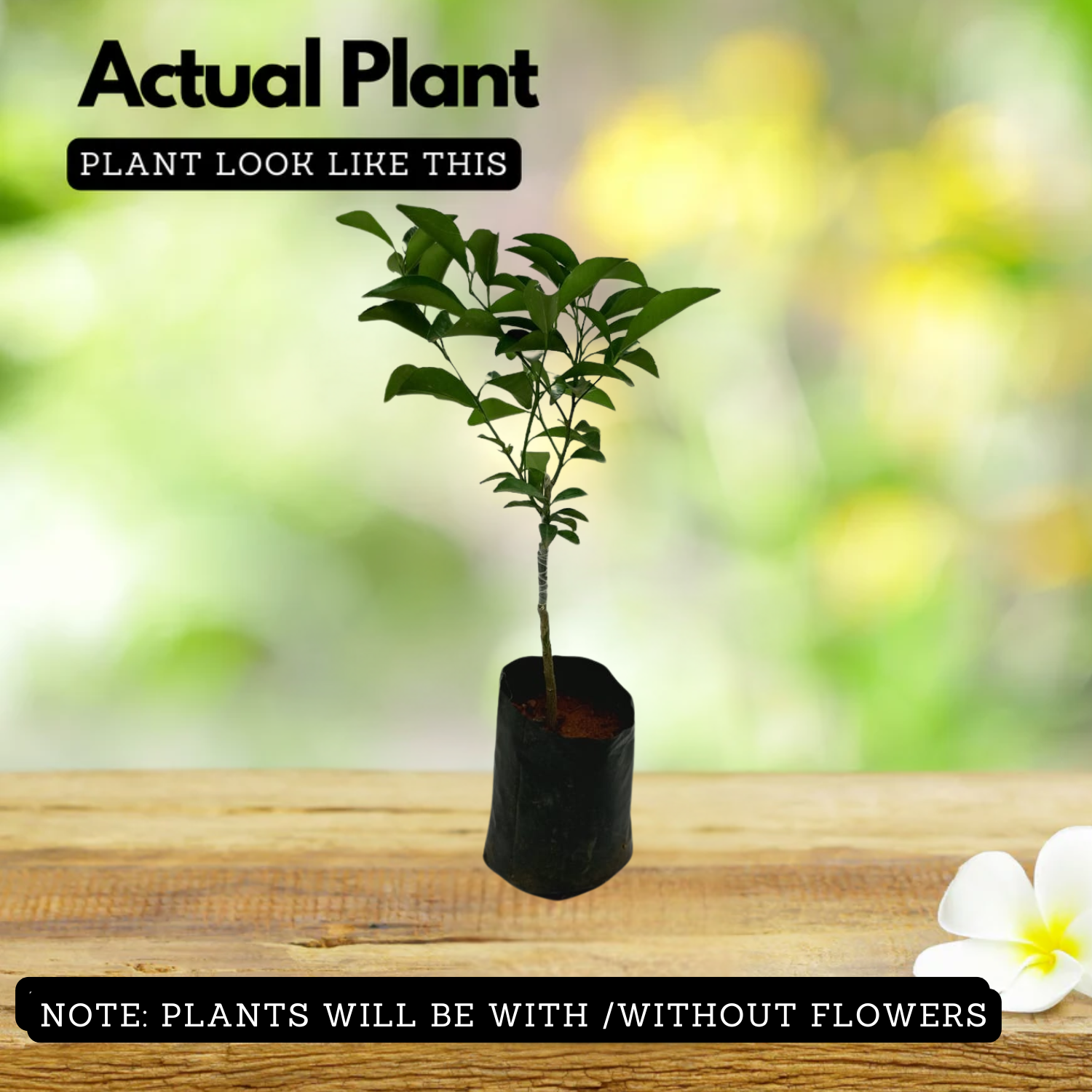 All Time Vietnam Malta Orange Grafted Fruit (Citrus Limetta)Fruit Live Plant (Home & Garden)