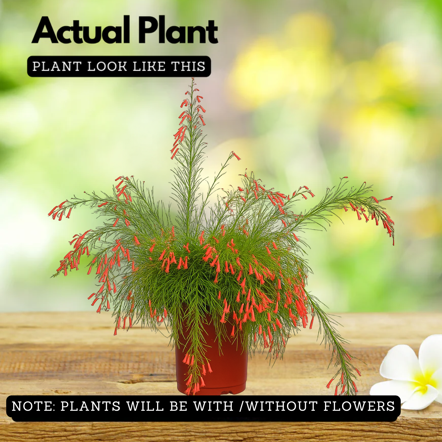 FireCrackerRed Live Plant (Home & Garden)