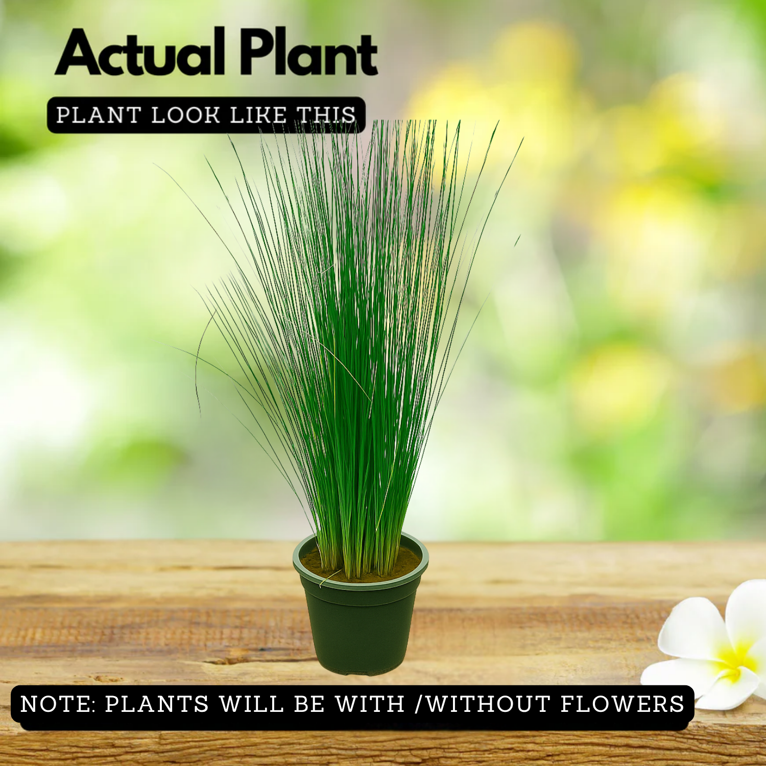 Pencil Grass(Juncus effusus) Live Plant (Home & Garden)