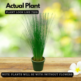Pencil Grass(Juncus effusus) Live Plant (Home & Garden)