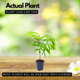 Hirwa Chafa Plant/Hari Champa/Green Champa Live Plant (Home & Garden)