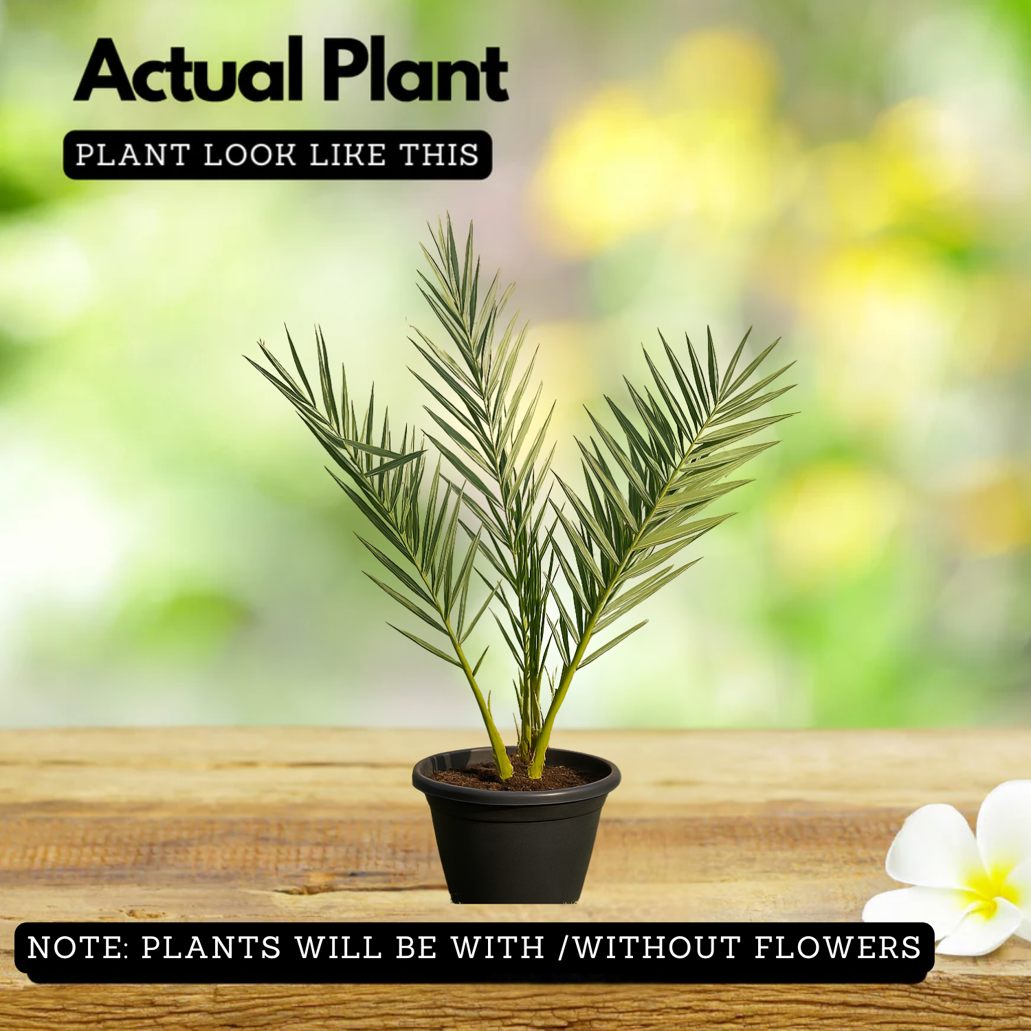 Dates Palm(Phoenix dactylifera) Live Plant (Home & Garden)