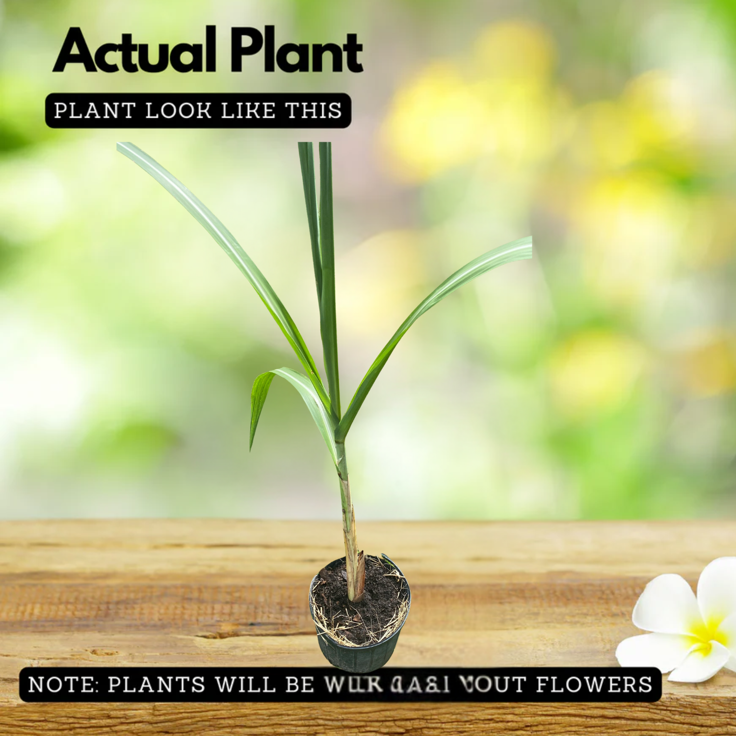 Sugarcane/Ganna(Saccharum officinarum)Live Plant(Home&Garden)