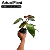 Philodendron Pink Princess - Live Plant (Home & Graden)