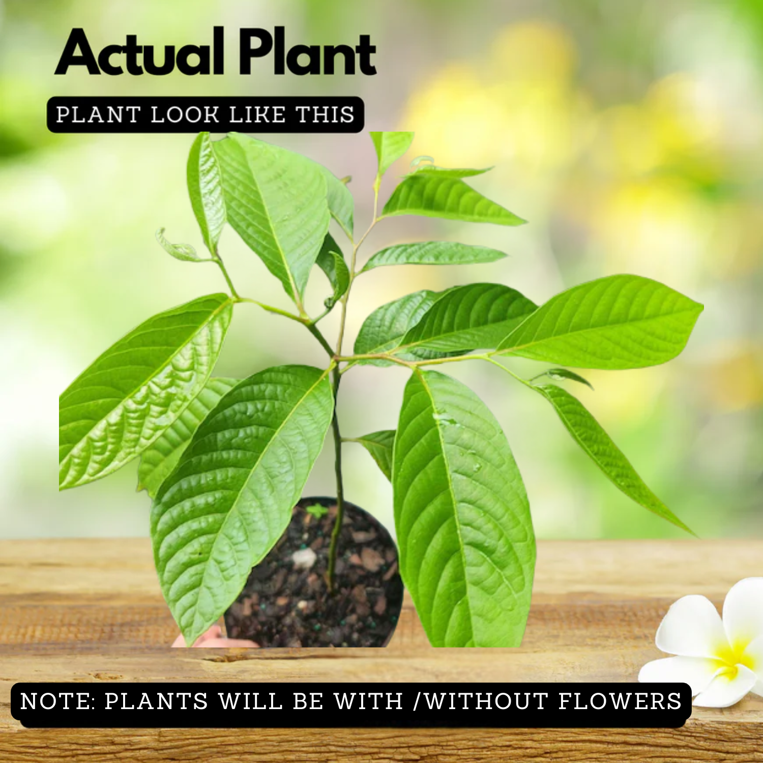 Langi Langi Plant(Cananga odorata)Live Plant(Home & Garden)