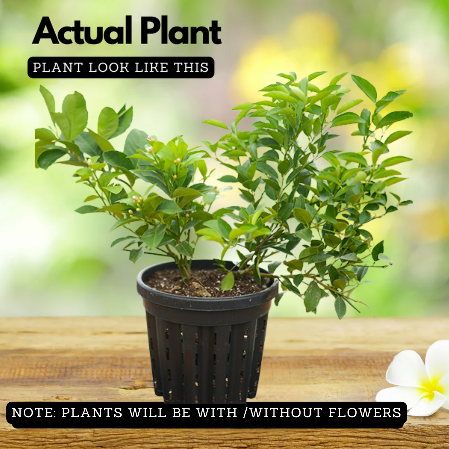 Cocktail Lemon Live Plant (Home & Garden)