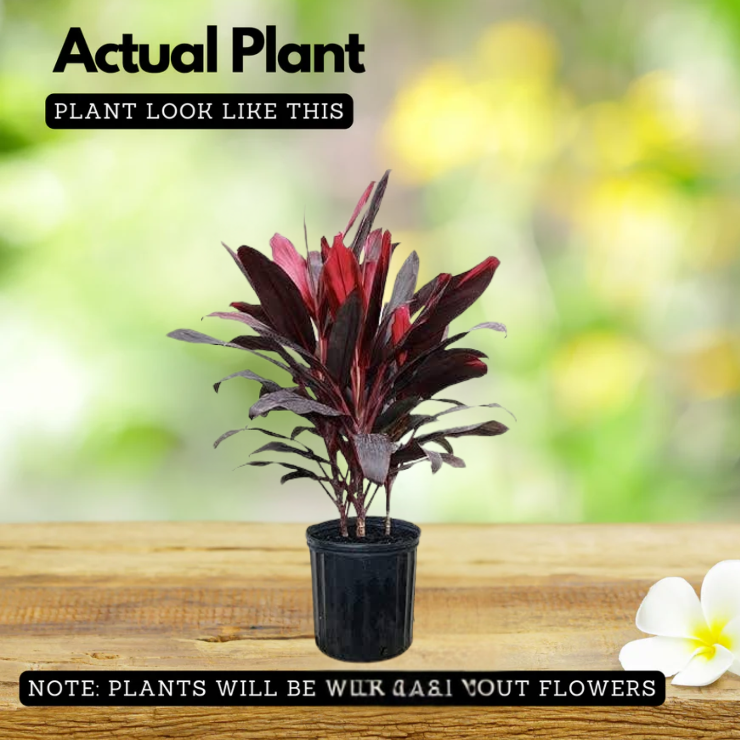 Dracaena Mahatma Plant - Cordyline Terminalis, Dracaena Baby DollLive Plant (Home & Garden)