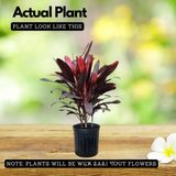 Dracaena Mahatma Plant - Cordyline Terminalis, Dracaena Baby DollLive Plant (Home & Garden)