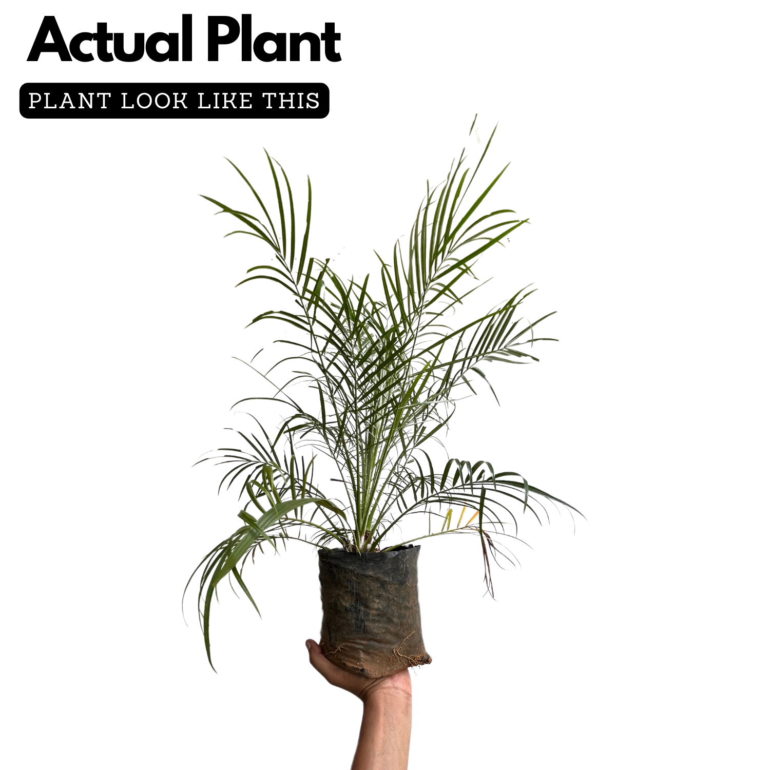 Phoenix Palm / Pygmy Date Palm (Phoenix roebelenii) Ornamental Live Plant (Home & Garden)