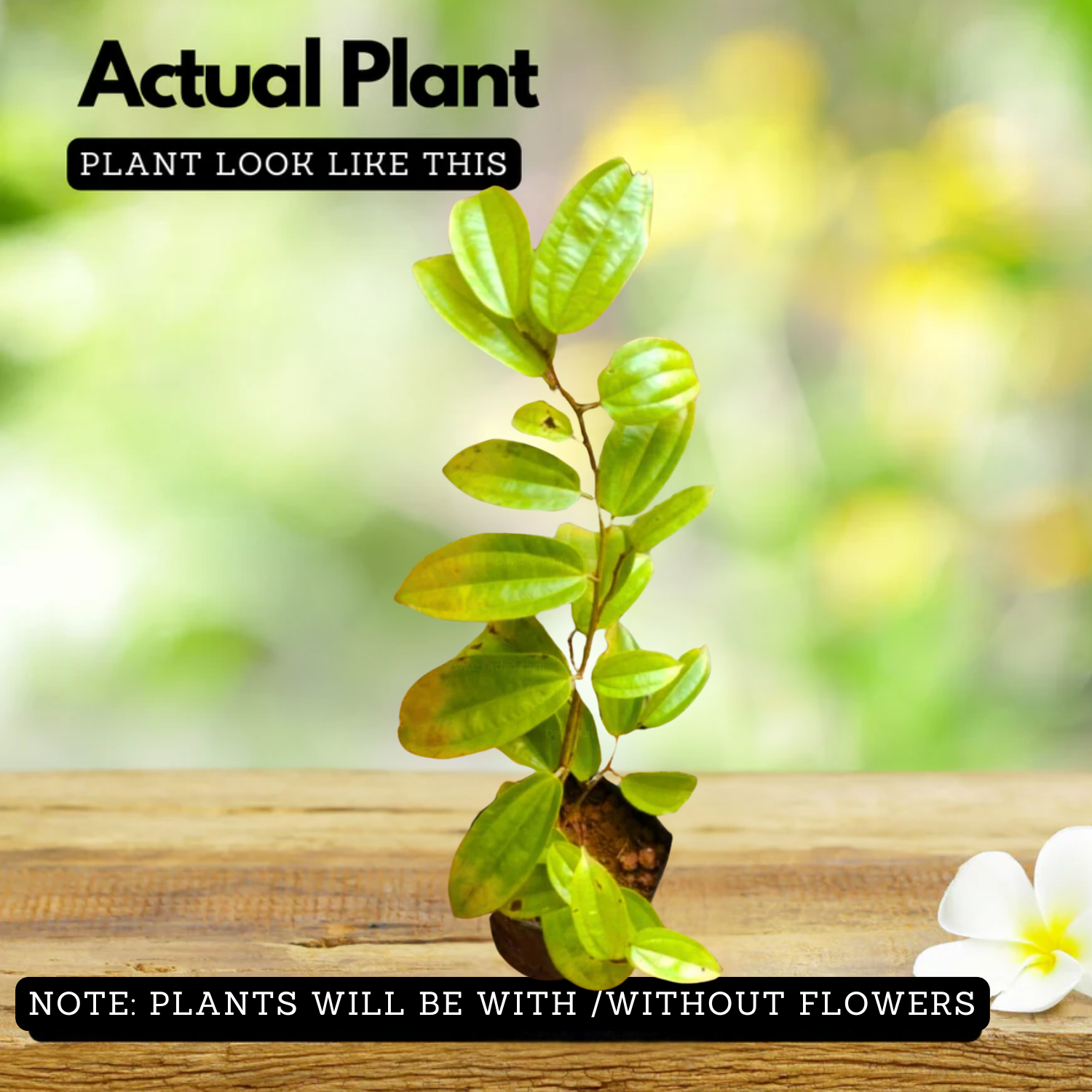 Bauhinia Coccinea Live Plant (Home & Garden)