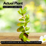 Bauhinia Coccinea Live Plant (Home & Garden)