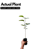 Red Sandal Wood Plant / Raktha Chandanam (Santalum album) Ornamental Live Plant (Home & Garden)