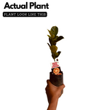 Daeng Suriya Jackfruit (Grafted) (Artocarpus heterophyllus) Fruit Live Plant (Home & Garden)