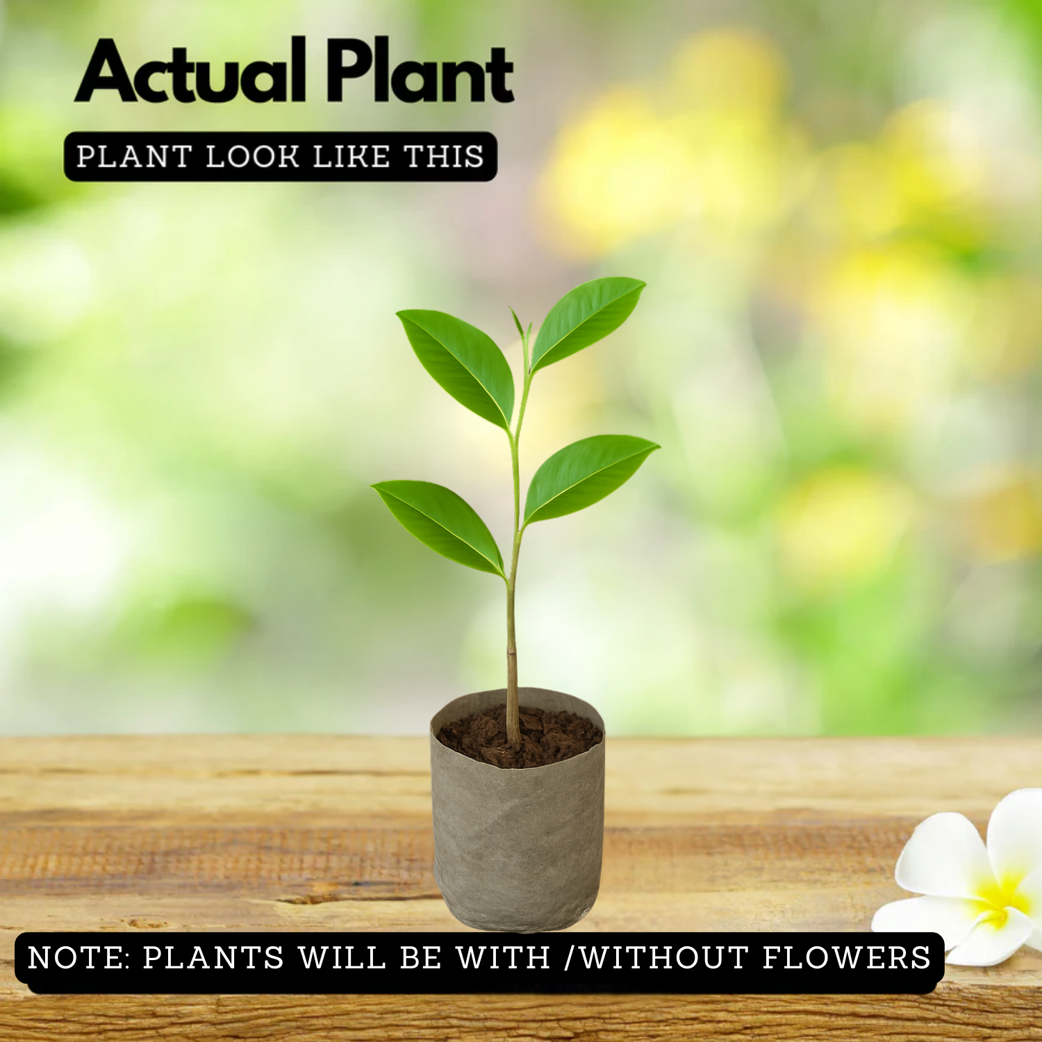 Congea Tomentosa Live Plant (Home & Garden)