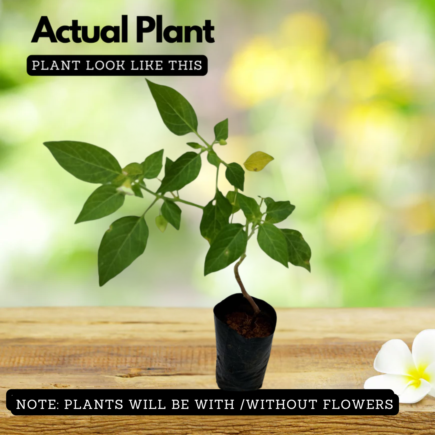 Golden Berry plant(Physalis peruviana)Fruit Live Plant (Home & Garden)