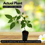 Golden Berry plant(Physalis peruviana)Fruit Live Plant (Home & Garden)