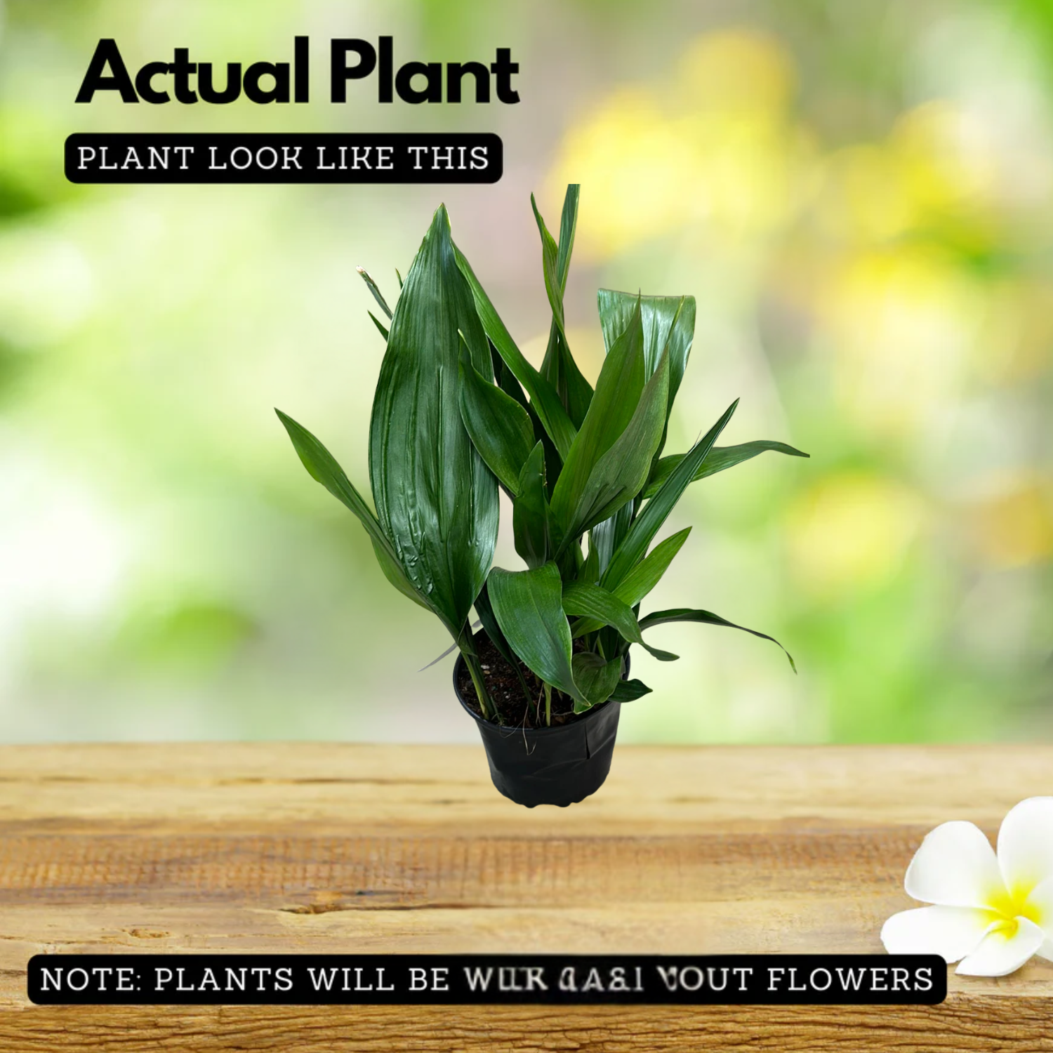 Cast Iron Plant (Aspidistra Elatior)(Bar-Room Plant)Live Plant (Home & Garden)