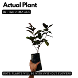 Beetroot Guava Live Fruit Plant (Home & Garden)