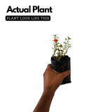Pathumani Plant / Moss Rose / Portulaca / Ten o'clock flower Flowering Live Plant (Home & Garden)