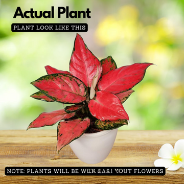aglaonema modestum red Aglaonema Diamond Red (Aglaonema modestum)Live Plant (Home & Garden) – Hug  A Plant