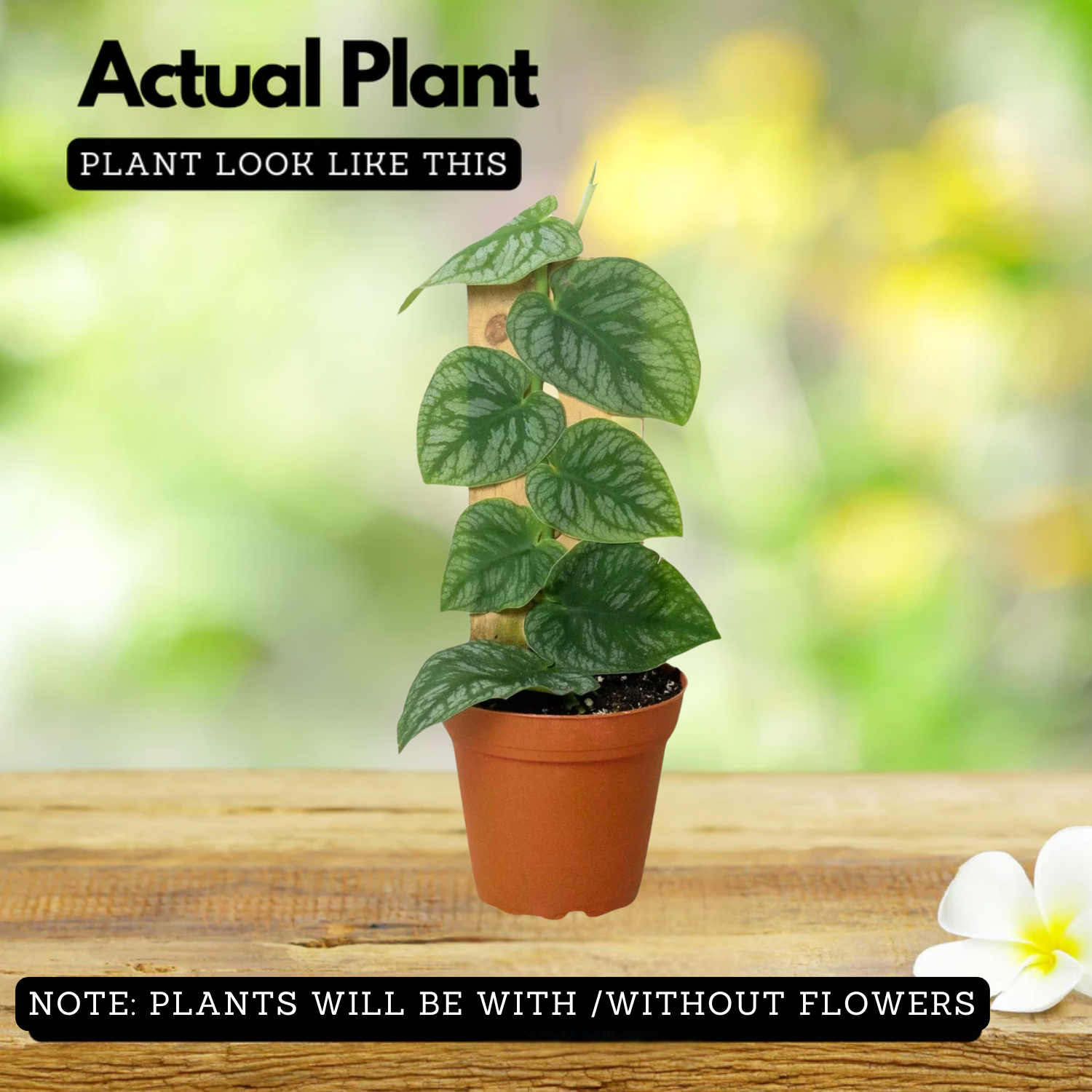 Monstera Dubia Plant  Live Plant(Home & Garden)