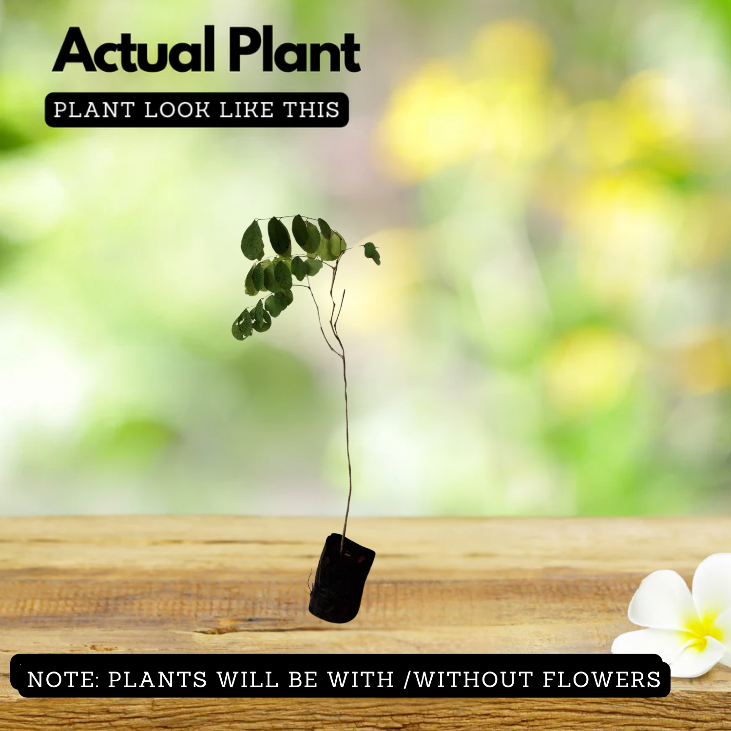 Veeti plant(Indian rose wood)Fruit Live Plant (Home & Garden)