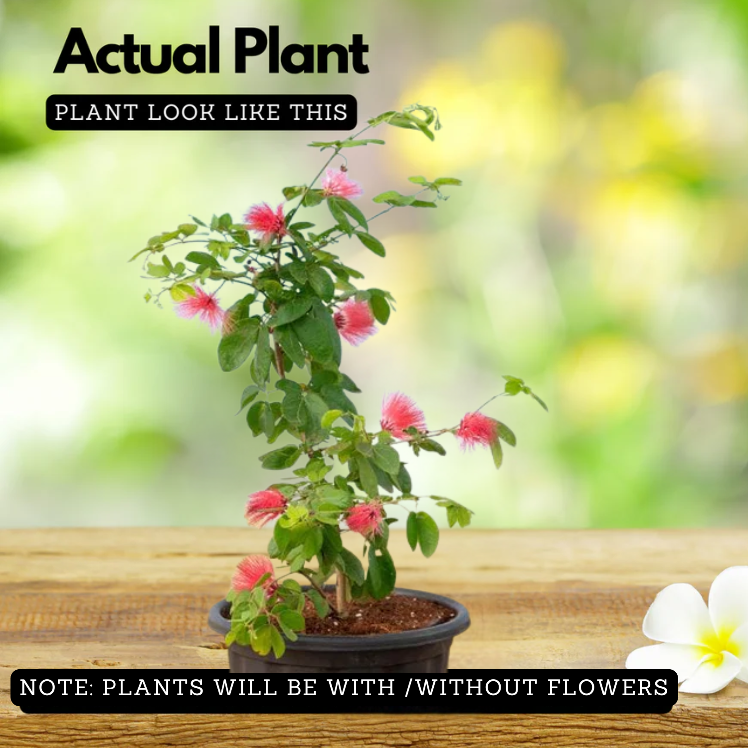 Powder Puff Red /Caliandra Red Live Plant (Home & Garden)