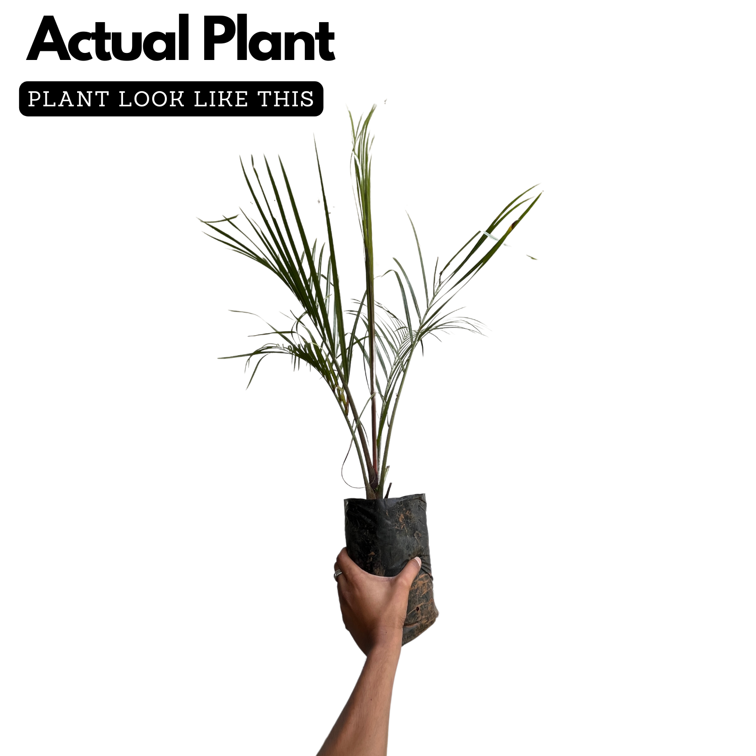 Triangle Palm, Dypsis Decaryi Ornamental Live Plant (Home & Garden)