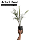 Triangle Palm, Dypsis Decaryi Ornamental Live Plant (Home & Garden)
