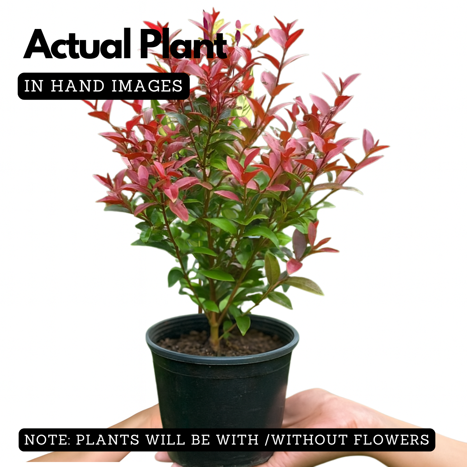 Eugenea Liver Red(Syzygium myrtifolium 'Red') Live Plant (Home & Garden)