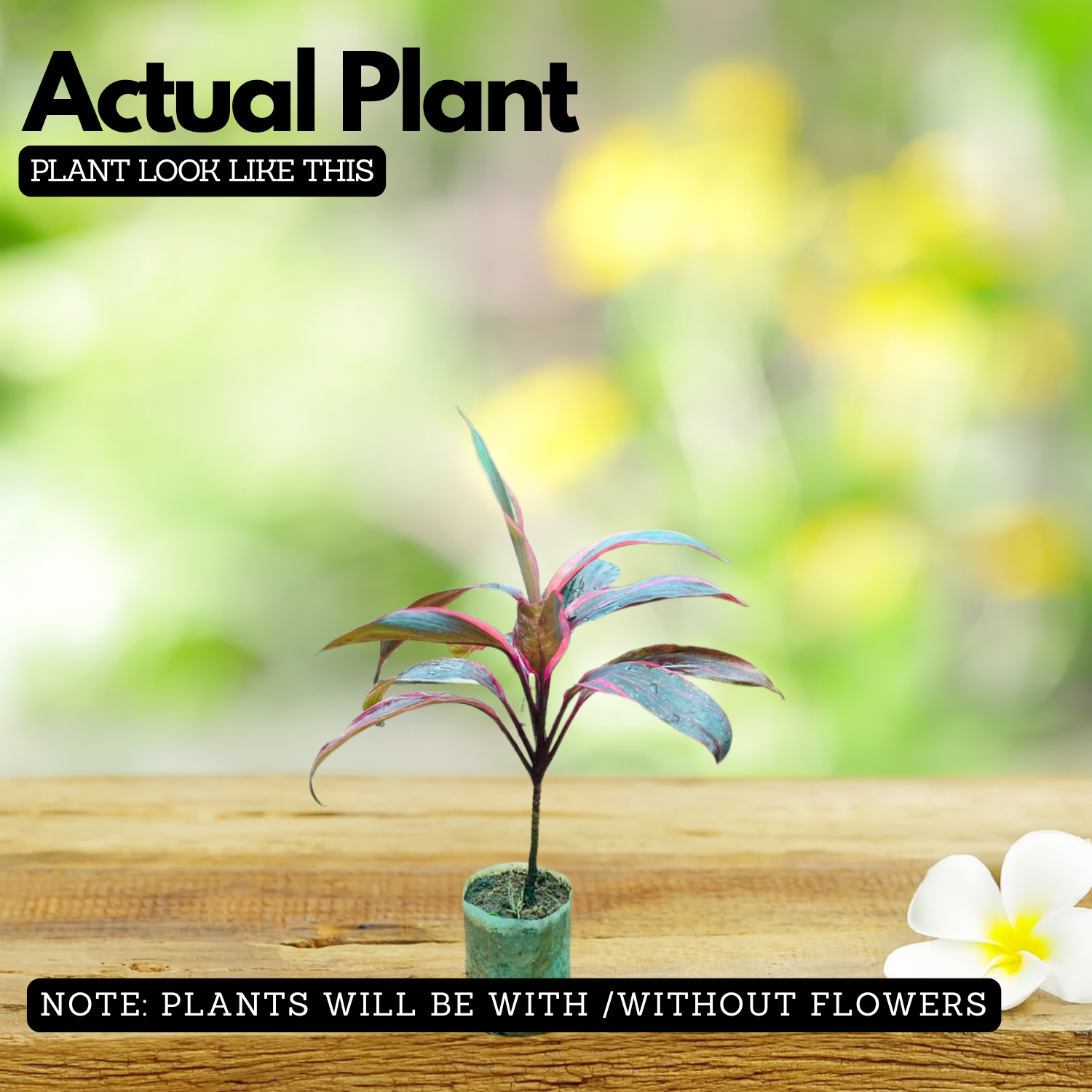 Dracaena Ruby Red Live Plant | Red Variegated Indoor Ornamental | Low Maintenance Live Plant (Home & Garden)