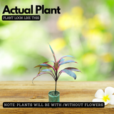 Dracaena Ruby Red Live Plant | Red Variegated Indoor Ornamental | Low Maintenance Live Plant (Home & Garden)