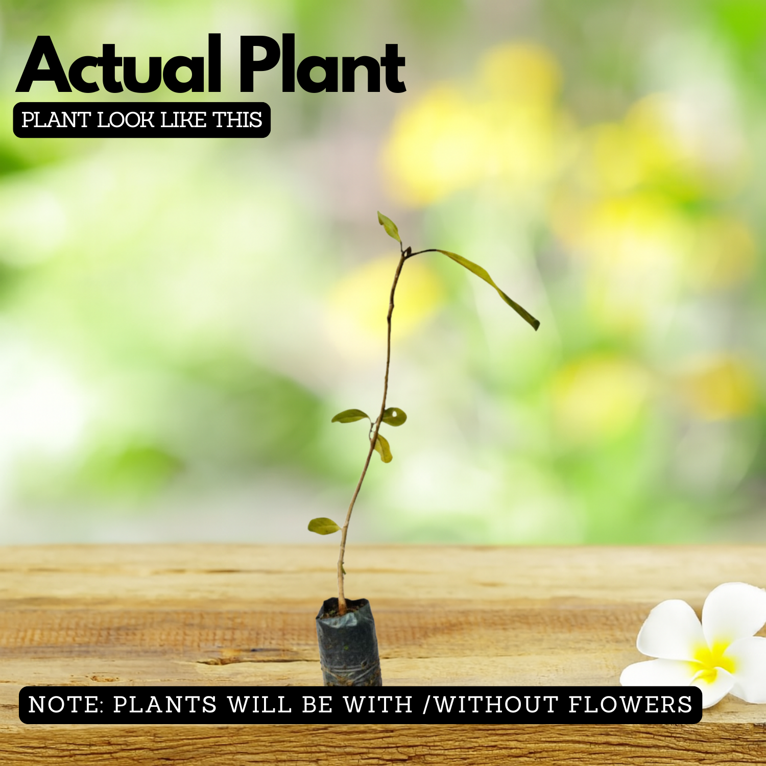 Peral / Banyan Tree (Ficus Benghalensis) Live plant (Home & Garden)