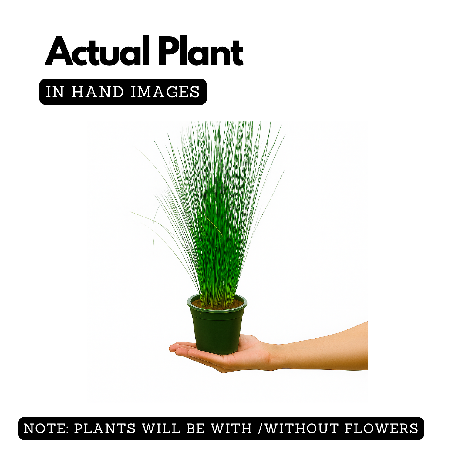 Pencil Grass(Juncus effusus) Live Plant (Home & Garden)