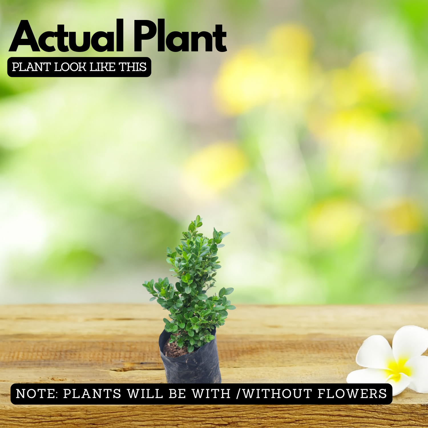 Boxwood Plant (Buxus) Live Plant | Evergreen Hedge & Topiary Plant | Outdoor Ornamental Live Plant (Home & Garden)