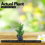 Boxwood Plant (Buxus) Live Plant | Evergreen Hedge & Topiary Plant | Outdoor Ornamental Live Plant (Home & Garden)