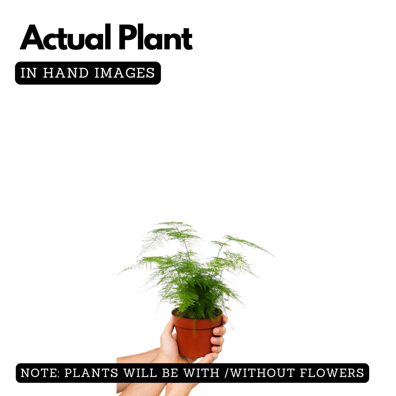 Asparagus Plumosus Live Plant (Home & Garden)