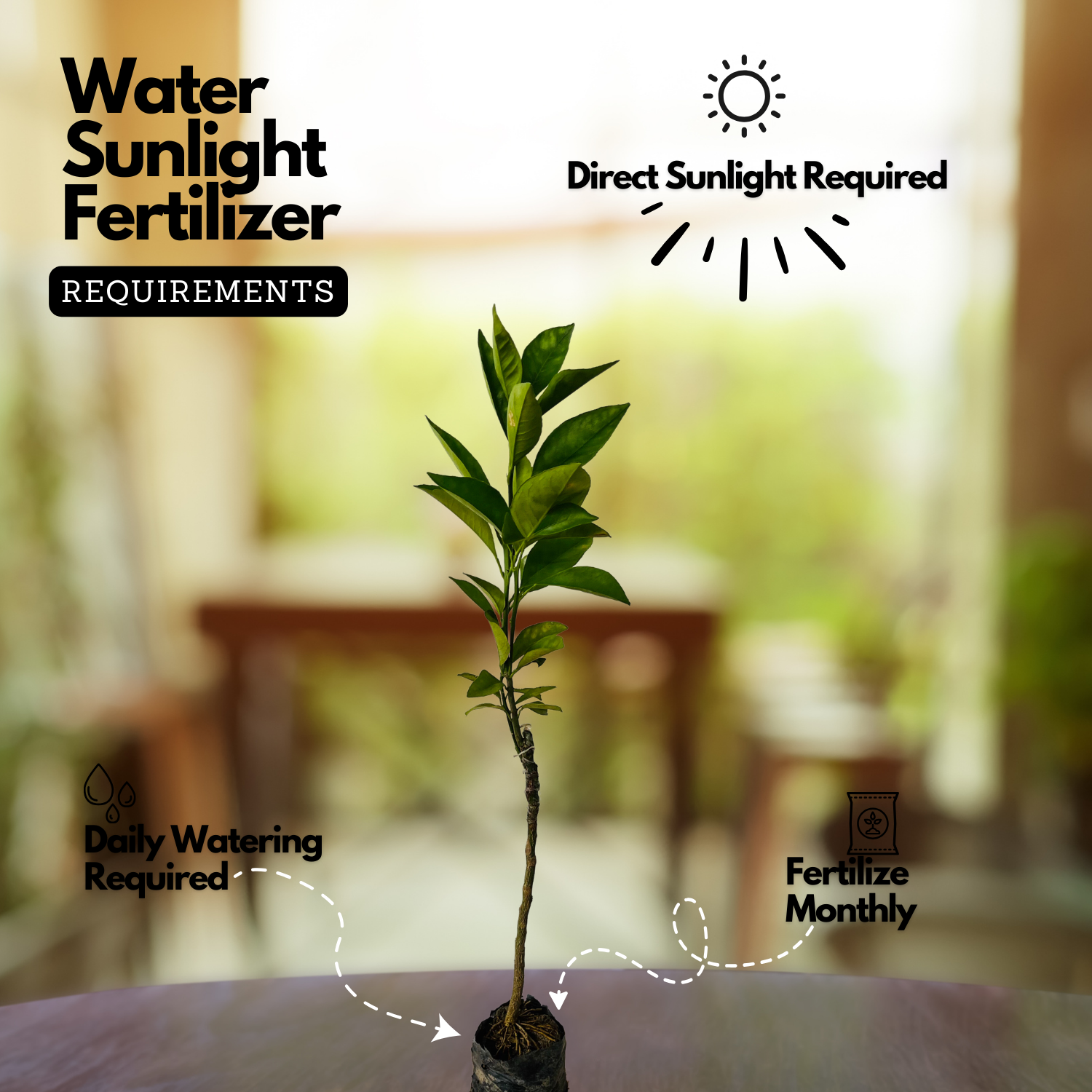 Nagpur Orange Grafted Live Fruit Plant (Home & Garden)