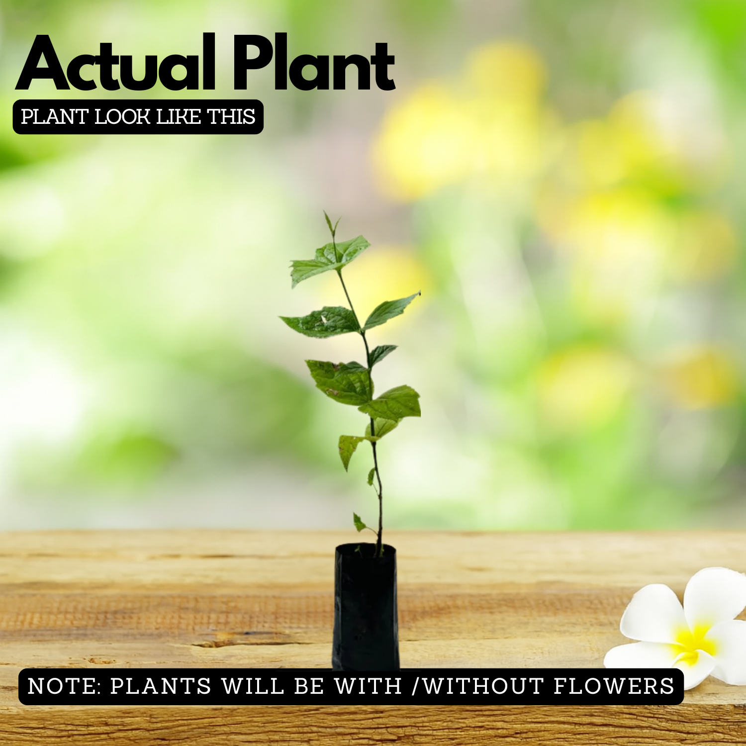 Dwarf Pavizhamalli (Coral Jasmine) Jasmine Plant Flowering/Ornamental Live Plant (Home & Garden)