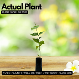 Dwarf Pavizhamalli (Coral Jasmine) Jasmine Plant Flowering/Ornamental Live Plant (Home & Garden)