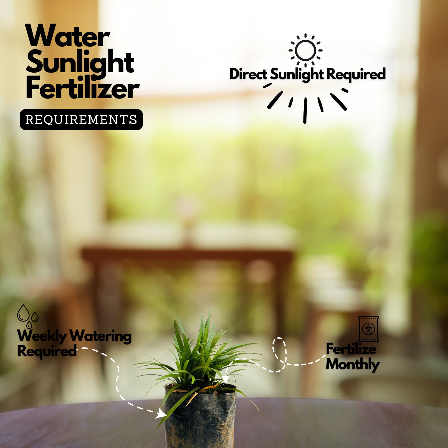 Needle Grass (Pack Of 5) (Nassella tenuissima) - Ornamental Plant Live Plant (Home & Garden)
