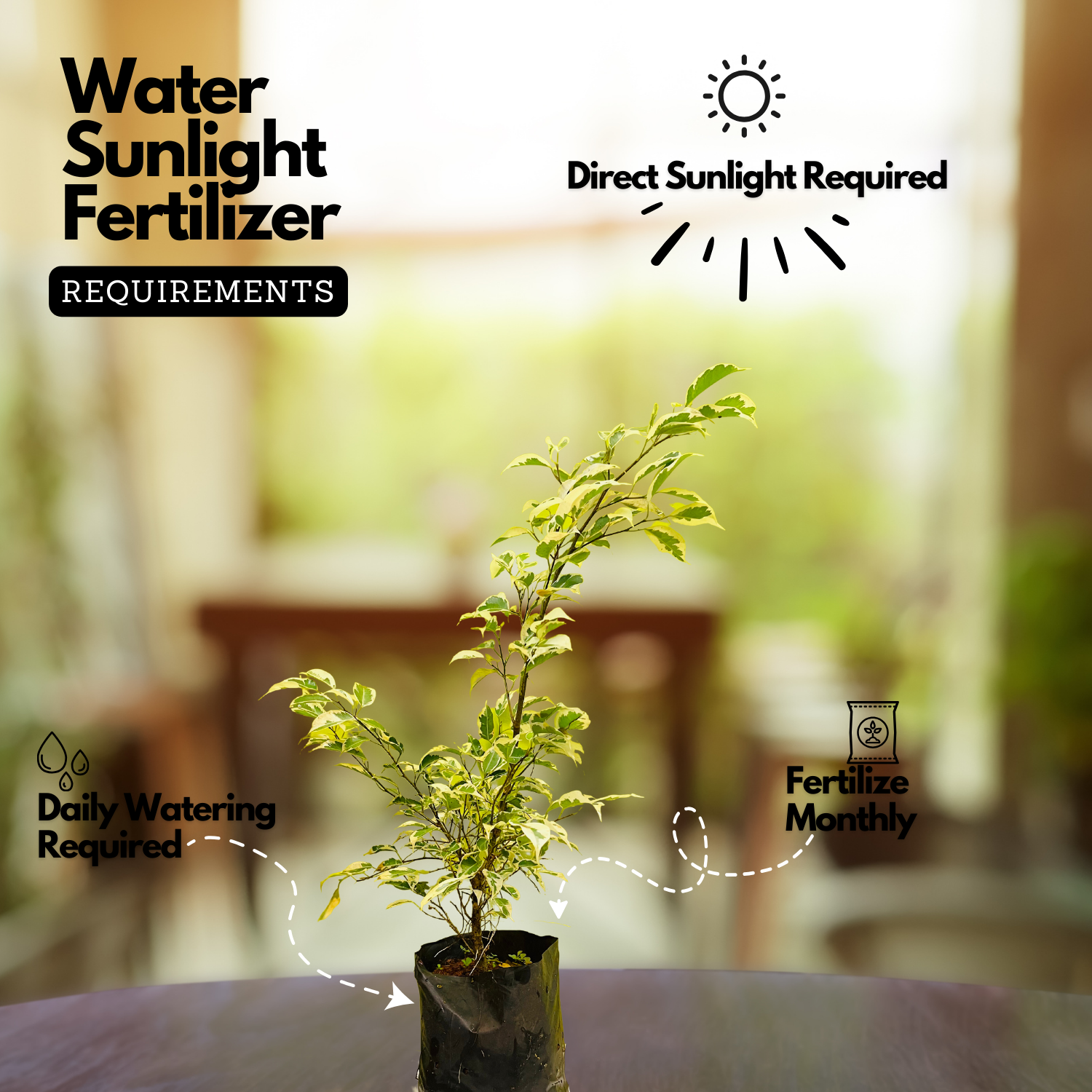 Ficus Starlight, Ficus benjamina Ornamental Live Plant (Home & Garden)