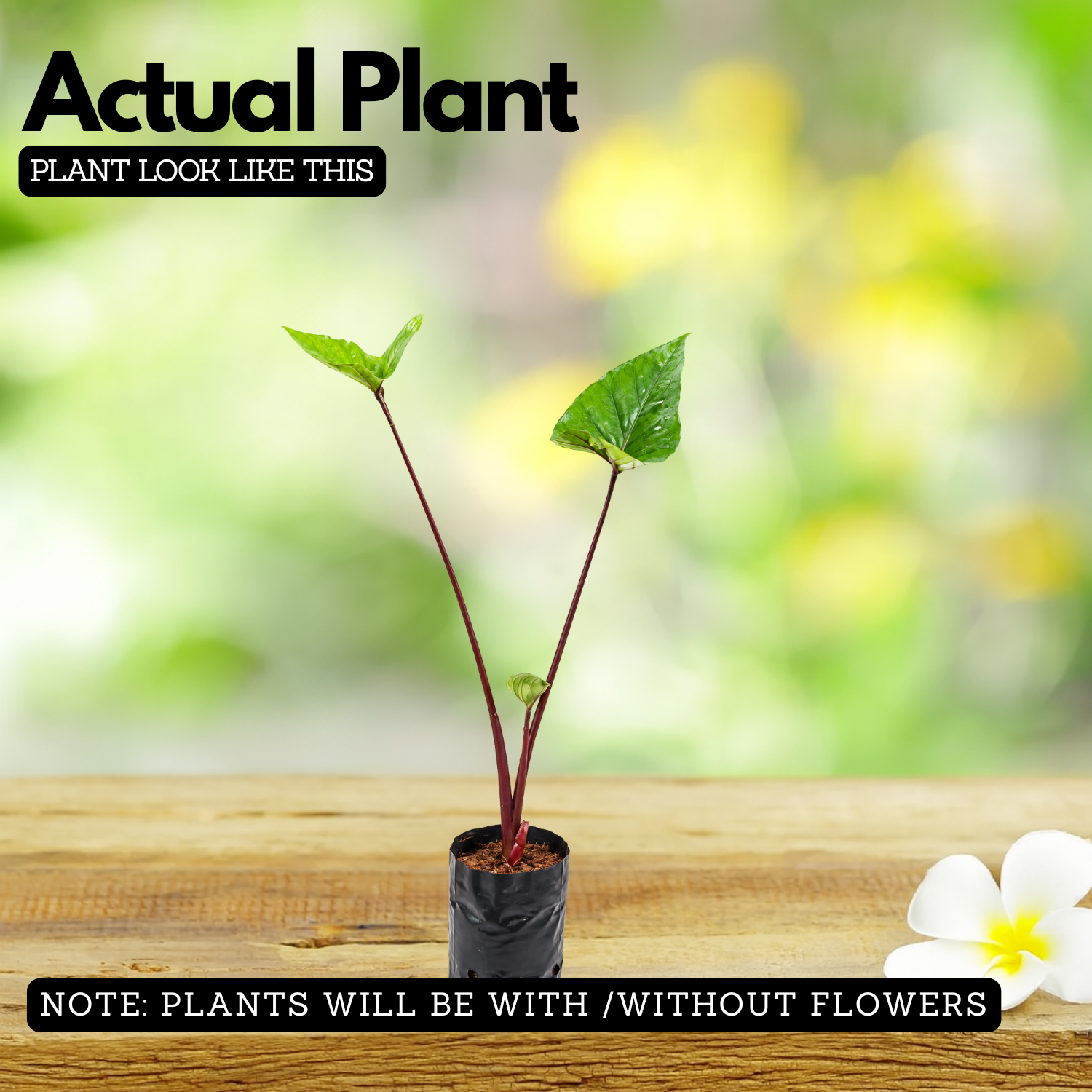 Alocasia Black Stem Live Plant | Exotic Tropical Foliage Plant with Dark Black Stem | Indoor & Outdoor Ornamental Plant for Home & Garden
