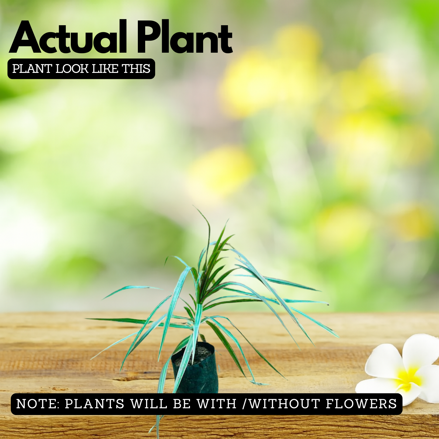 Dracena Chloroma Live Plant (Home & Garden)
