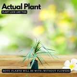 Dracena Chloroma Live Plant (Home & Garden)