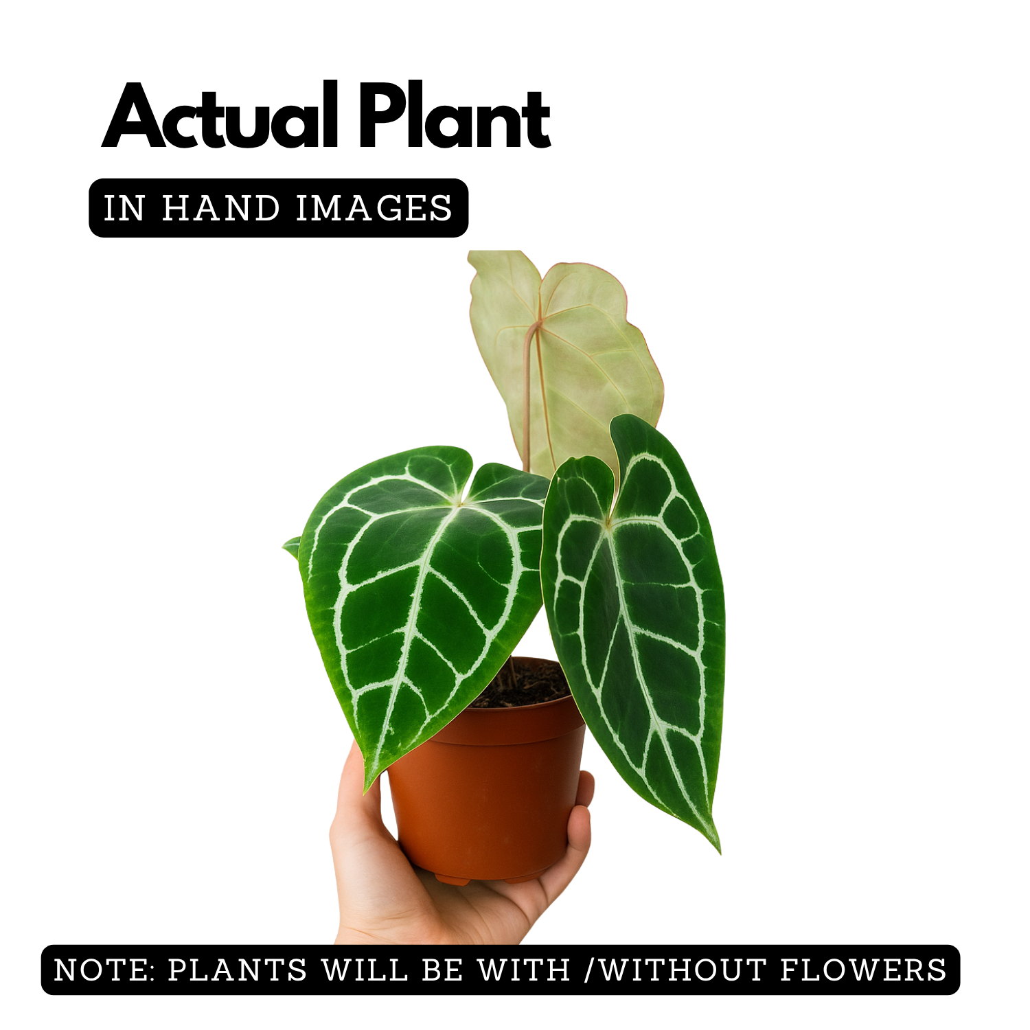 Crystal Anthurium (Anthurium crystallinum)