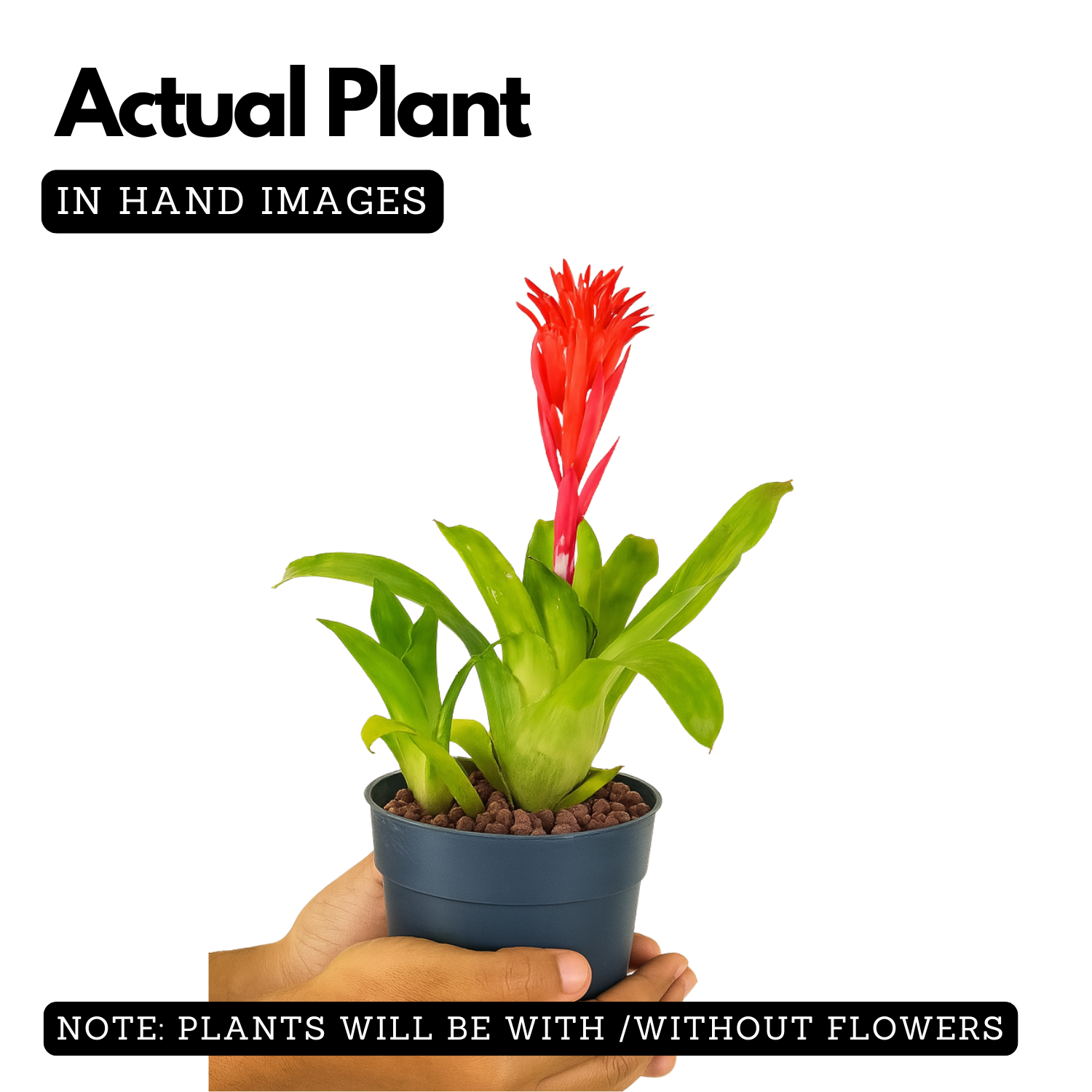 Bromeliads plant(Bromelioideae)Live Plant (Home & Garden)