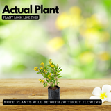 Galphimia Yellow (Galphimia gracilis) Live Plant | Yellow Flowering Ornamental Shrub for Home & Garden