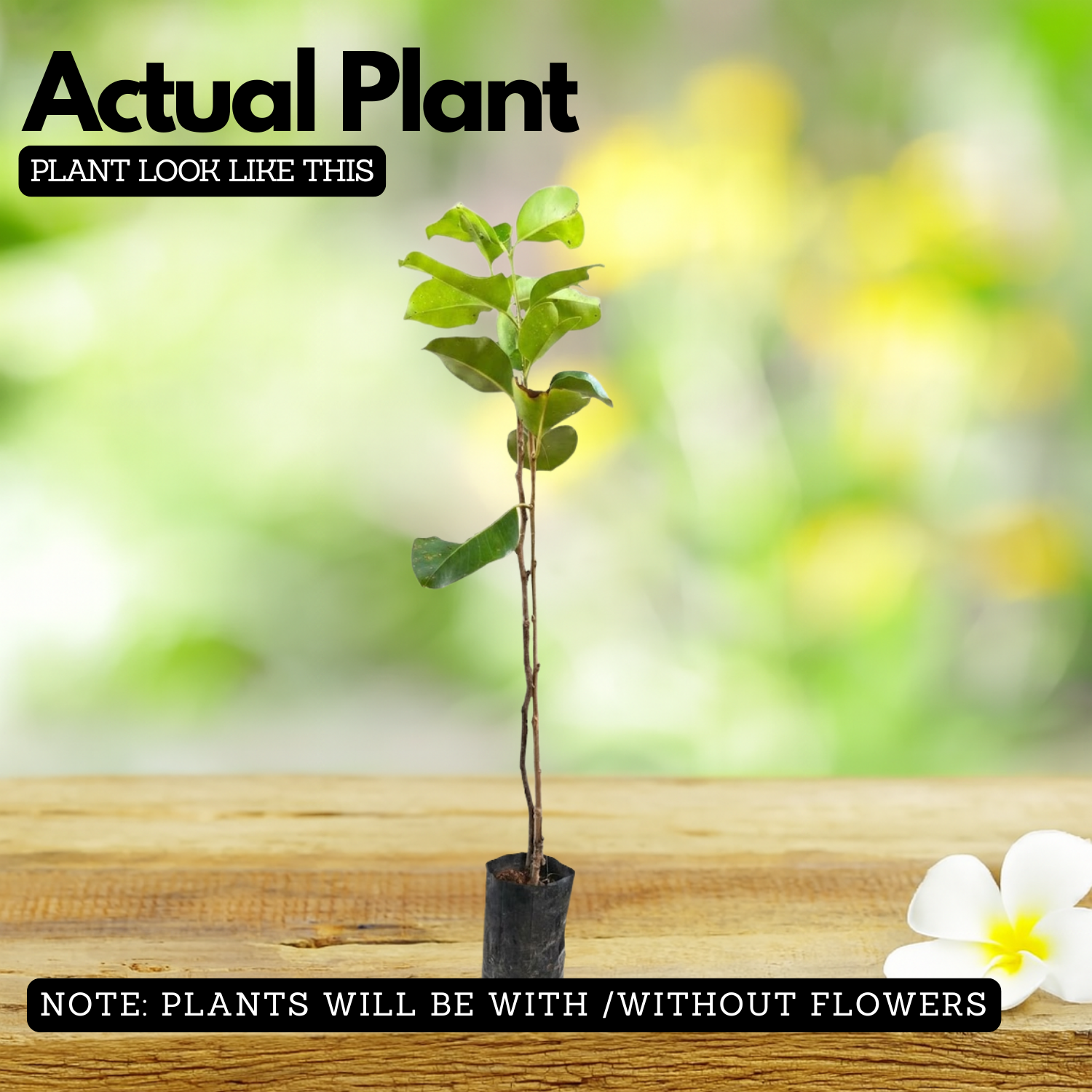 Thai King Njaval Live Plant | Thai King Jumbo Jamun Fruit Tree (Syzygium cumini) Fruit Live Plant (Home & Garden)