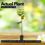 Thai King Njaval Live Plant | Thai King Jumbo Jamun Fruit Tree (Syzygium cumini) Fruit Live Plant (Home & Garden)
